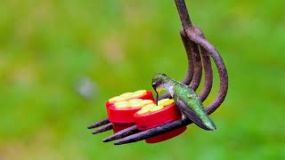 Hummingbird Feeding Slow Motion [upl. by Yasmeen428]