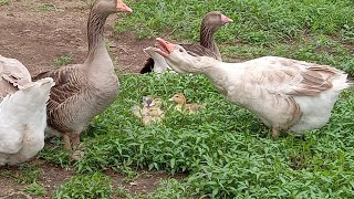 How Many Geese Per Gander [upl. by Norrv250]