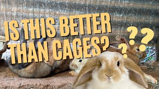 Why You Should Raise Meat Rabbits in a Colony Pros and Cons [upl. by Odrareg]