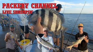 TEXAS JETTY Fishing  LIVE Shrimp at PACKERY CHANNEL Jetty Corpus Christi [upl. by Marlane]