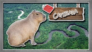 carpincho o capibara El roedor más grande del mundo  documental de animales salvajes [upl. by Aerehs]