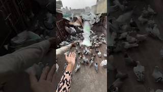 Aada zinda aada mara hua pet mila 😢pigeon shorts cat dog pets minivlog kabutar birds [upl. by Eima]