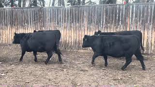 Lacombe Research Centre Bred Heifers [upl. by Glennon23]