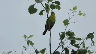 Call of common iora Aegithina tiphia 22 [upl. by Porty547]