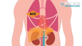 ALDOSTERONE and Renin Angiotensin Aldosterone System RAAS ANIMATION [upl. by Aslin]