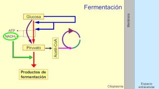 Metabolismo microbiano 05 Quimioorganotrofos fermentadores [upl. by Maren738]