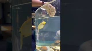 Feeding a Cowfish in New Caledonia shorts feed cowfish aquarium noumea [upl. by Foote711]