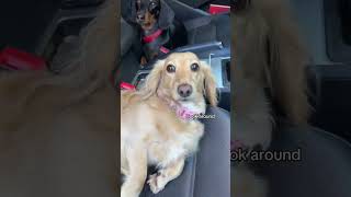 Swiftie Doggo crdts ninathedachshund youtubeshorts swifties shorts funny [upl. by Druci]