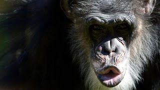 Homicidal Chimps New Data Shows Primates Penchant for Violence [upl. by Eidoc169]