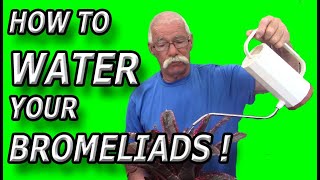 How To Water Your Bromeliads [upl. by Oaks]