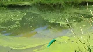 Removing duckweed from a pond [upl. by Hulburt25]