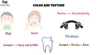 Histology of Dentin [upl. by Kerad83]