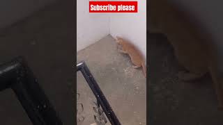 Cat Torturing Innocent Lizard to Death । Cat eating lizard । shorts viral [upl. by Ylekalb]