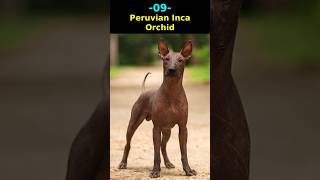 Ugliest Dog Breeds In The World [upl. by Banks]