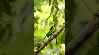 Long Tailed Broadbill  Helmet Bird shortsfeed birds youtubeshorts jimcorbett natgeo wildlife [upl. by Lamej]