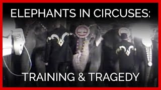 Elephants in Circuses Training amp Tragedy [upl. by Clifton]