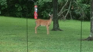 Deer in the Backyard Jumps Fence with Ease [upl. by Arvonio]