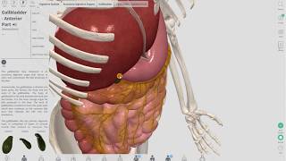 Układ trawienny  Complete Anatomy 2018 [upl. by Geanine]