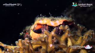 Critters of the Lembeh Strait  Episode 20  2014 [upl. by Ronald366]