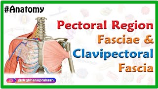 Pectoral region fasciae and Clavipectoral fascia Anatomy  Usmle mbbs and Neet pg [upl. by Kelcy]