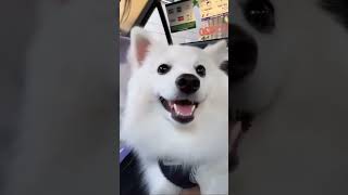 indian spitz dog  indian spitz dog barking  indian spitz dog training  cute indian Spitz Dog [upl. by Stretch703]