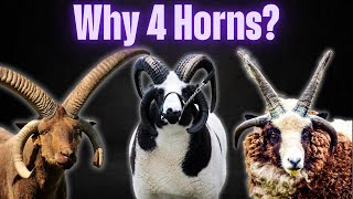 Why Do Some Sheep Have Four Horns The Science Behind This Rare Trait [upl. by Marinna]