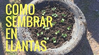 Como Sembrar Rabano En Llantas Recicladascultivo de rábanos  plantar rábanos [upl. by Nadean]