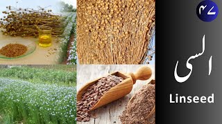 Alsi السی  Linseed uses and properties [upl. by Noicpesnoc]