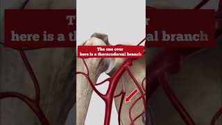 Lets explore the 3D anatomy of the axillary artery [upl. by Boarer419]