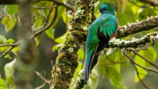 Quetzal Pharomachrus mocinno  Resplendent Quetzal [upl. by Bradney123]