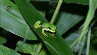 RAINETTE Verte  Hyla arborea Juvéniles de 2016  BRUITX [upl. by Fanchie]