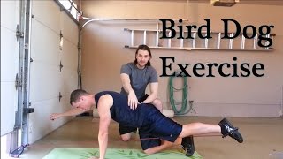 How to Perform the Bird Dog Exercise amp Advanced Progressions [upl. by Odnuges]