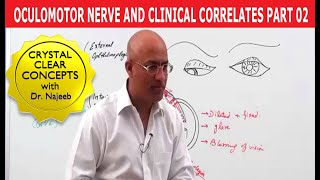 Oculomotor Nerve and Clinical Correlates Part 2 [upl. by Pincus639]