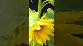 Sunflower Blooming Timelapse [upl. by Infield]