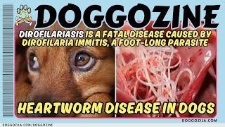 Heartworm Disease in Dogs  Doggozila Magazine [upl. by Cheng]