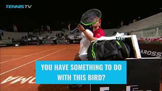 FUNNY Lucas Pouille asks umpire to remove bird from court  Rome 2018 [upl. by Ddat958]