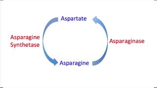 Asparaginase Mechanism Question and Explanation [upl. by Farro]