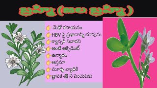 జల బ్రహ్మి JALA BRAHMI [upl. by Polinski]