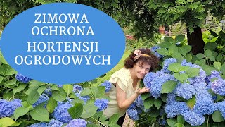 Jak zabezpieczyć hortensje ogrodowe na zimę Kiedy okrywać i jak przycinać hortensję ogrodową [upl. by Oznola]