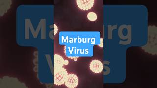 Marburg Virusmarburg marburgvirus virus disease infection health healthalert who biologyyt [upl. by Aivon]