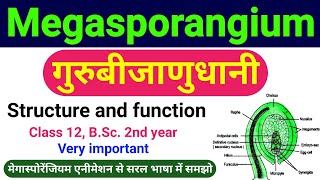 गुरुबीजाणुधानी  megasporangium in hindi  guru bijanu dhani  Structure the Ovule class 12 biology [upl. by Nolyd]