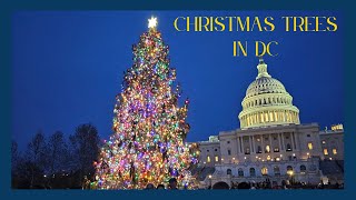 Christmas Tree Hopping in Washington DC [upl. by Bonnes805]