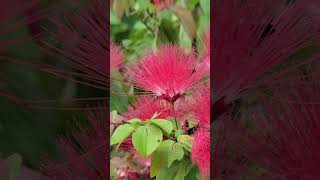 Flor ideal para las Abejas calliandra tergemina 🌺🐝Ideal flower for bees calliandra tergemina [upl. by Lejna]