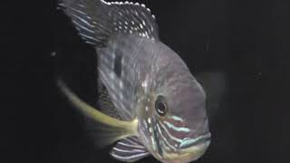 【チャーム】グリーン・テラー Andinoacara rivulatus Cichlidae シクリッド charm動画 [upl. by Teik]