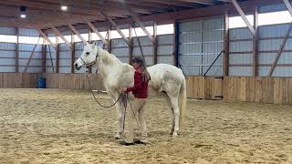 Improve your horses topline  understand what needs to change [upl. by Llemhar]