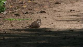 Bewicks Wren Takes a Dust Bath [upl. by Ettena]