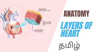 Physiology  Layers of the Heart in Tamil Lecture  Dr Thameem Ansari [upl. by Siuqram]