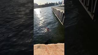 Dropped phone in Shark Infested Sydney Harbour 😳🦈 australia [upl. by Frederic]