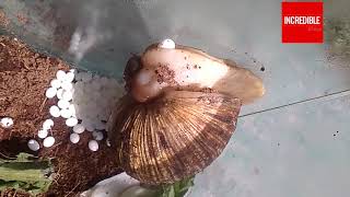 Snails Laying Eggs  Hatching Process of Beautiful Snails  Timelapse amp Closeup [upl. by Ayote]