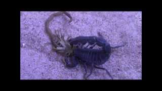 scorpion vs scorpion HD [upl. by Haidej]